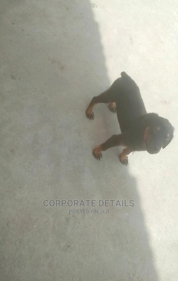 1-3 months Female Purebred Doberman Pinscher · Photo 1