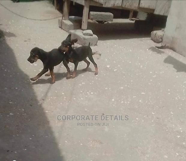 1-3 months Female Purebred Doberman Pinscher · Photo 1