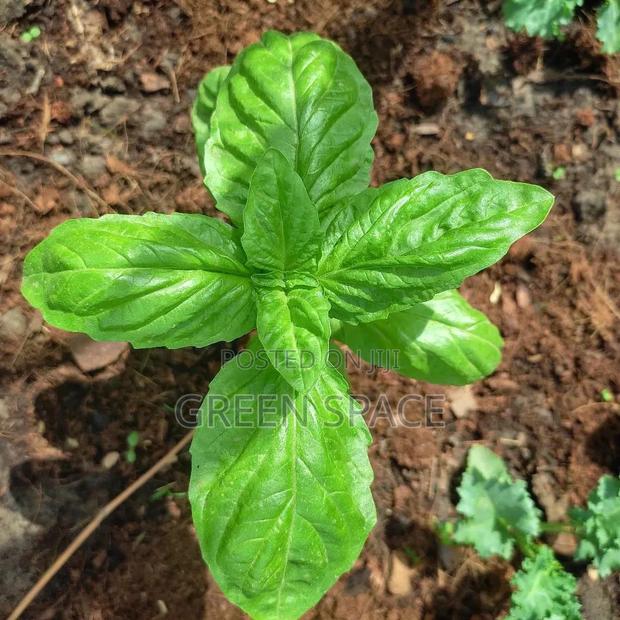 Lettuce Leaf Basil Seedling photo 2