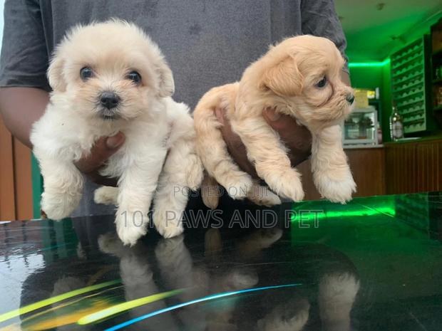 1-3 months Female Purebred Poodle · Photo 2