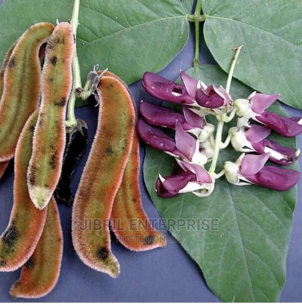 White Mucuna Pruriens, White Velvet Beans · Photo 4