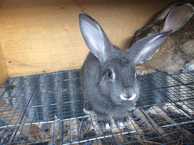 Rabbits for Sale photo 3