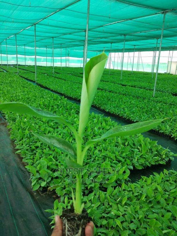 Farming Shade Net (Green House Net) 3 Metres by 50m · Photo 3