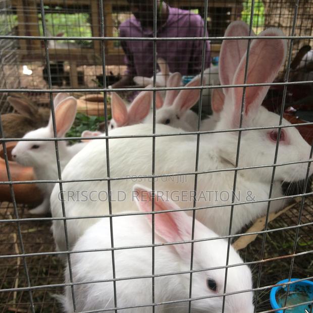 Rabbits for Sale photo 8