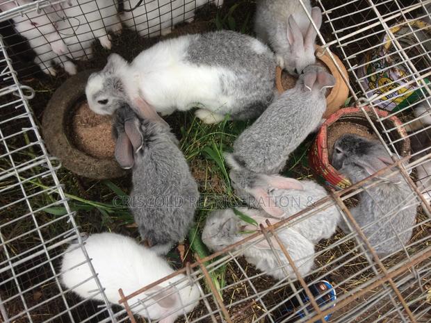Rabbits for Sale photo 7