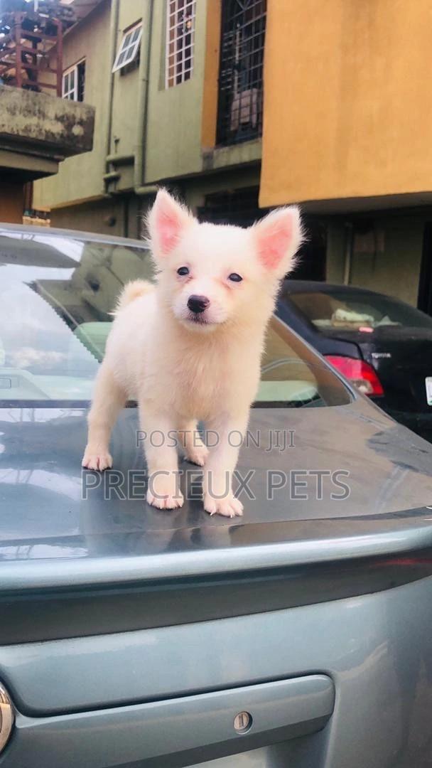 Full Option Grooming Service at Precieux Pets · Photo 2