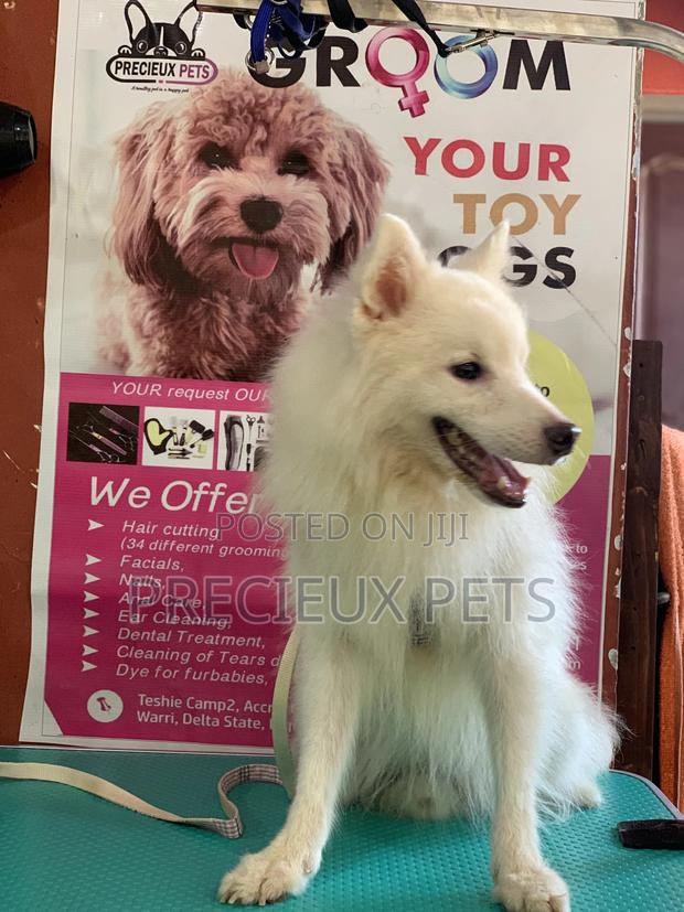 Selective Grooming Service at Precieux Pets · Photo 2