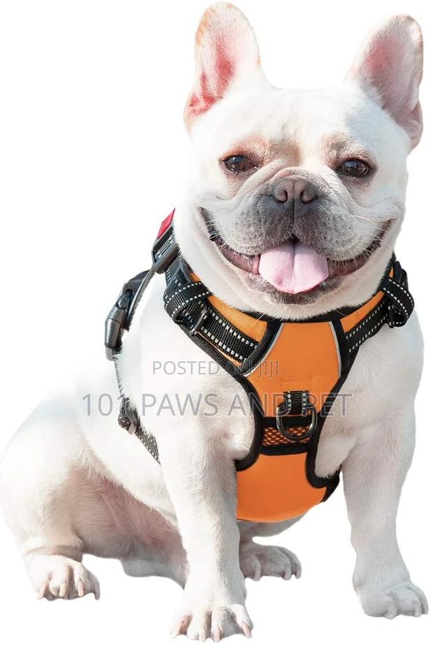 Harness Available for Small Dogs · Photo 4
