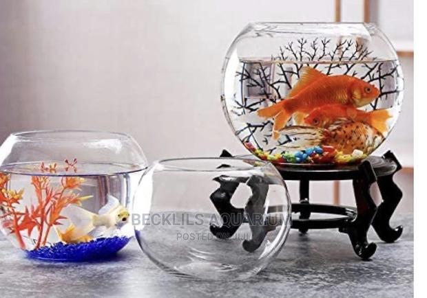 Glass Bowls N Fish · Photo 3
