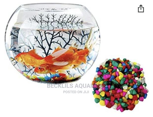 Glass Bowls N Fish · Photo 4