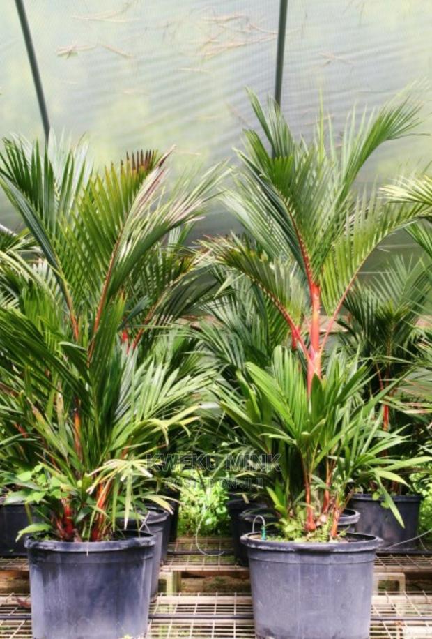 Lipstick Palm