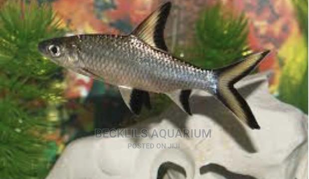 Silver Sharks · Photo 3