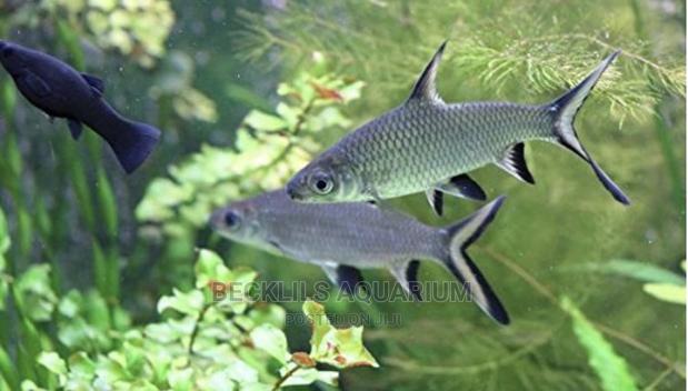 Silver Sharks · Photo 4