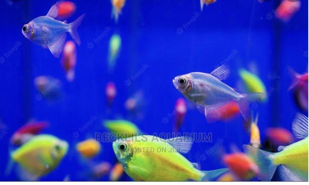 Tetra Fish · Photo 4