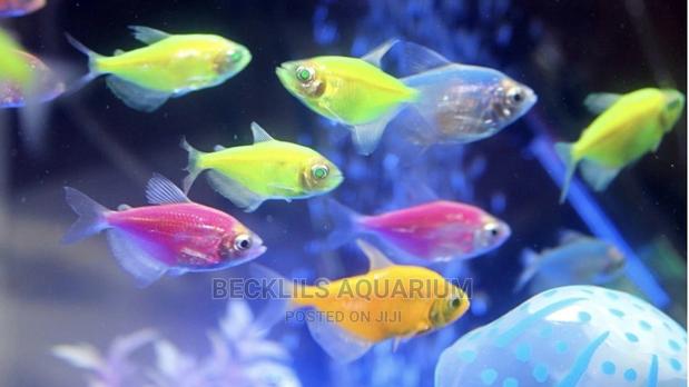 Tetra Fish · Photo 3