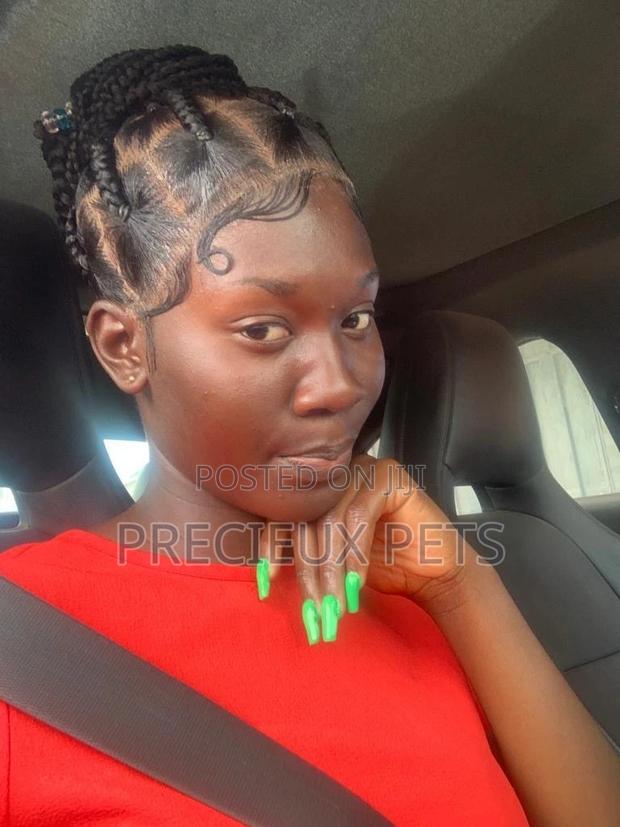Box Braid Wig 001 · Photo 2