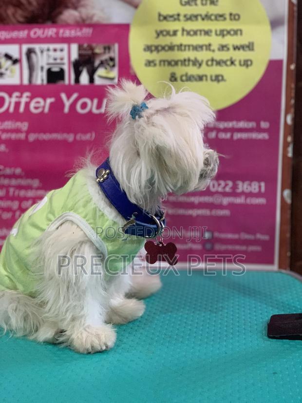 Monthly Grooming Services for Toy Dogs · Photo 4