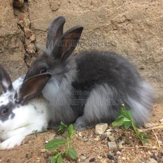 Rabbits for Sale photo 9