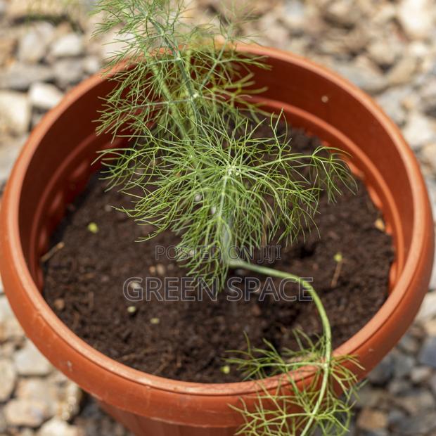 Potted Fennel Plant