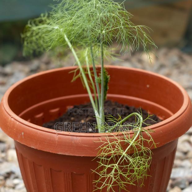 Potted Fennel Plant photo 2