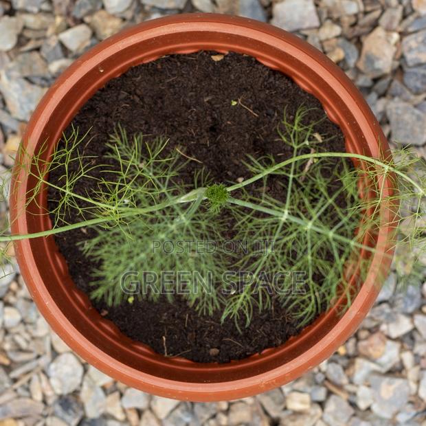 Potted Fennel Plant photo 3