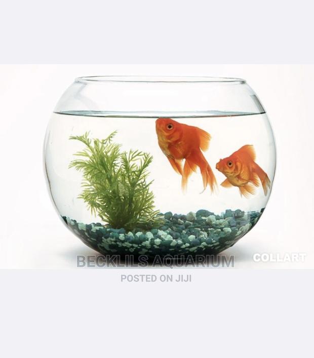Package Glass Fish Bowl · Photo 4