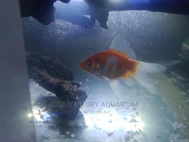 Aquarium Fancy Tail Fish