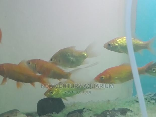 Gold Fish and Koi photo 3