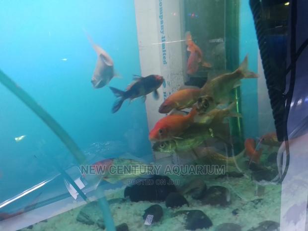 Gold Fish and Koi photo 2