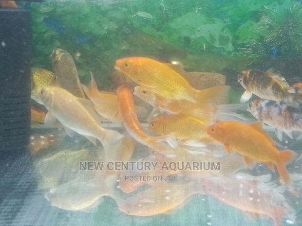 Gold Fishes and Koi photo 2