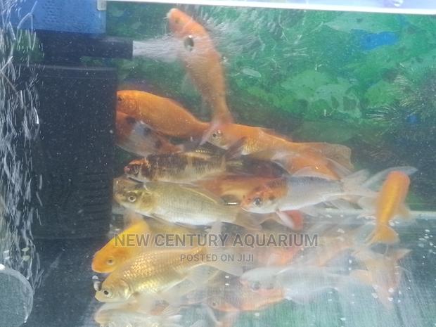 Gold Fishes and Koi photo 3