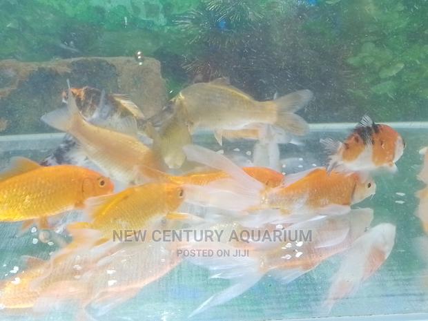Gold Fishes and Koi photo 4