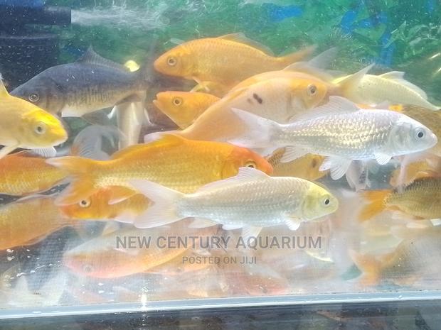 Koi Fishes photo 2