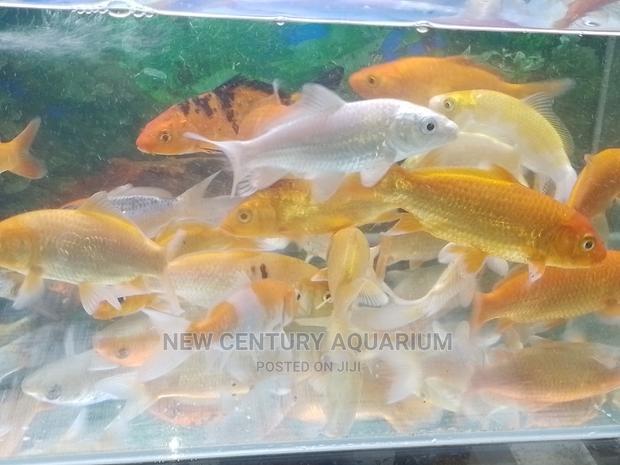 Koi Fishes photo 3