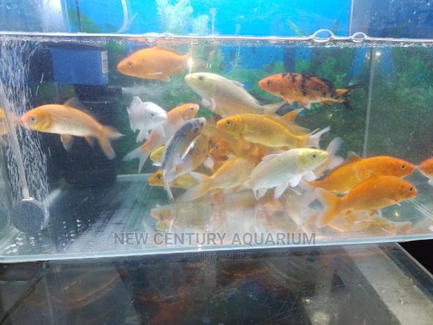 Koi Fishes photo 4
