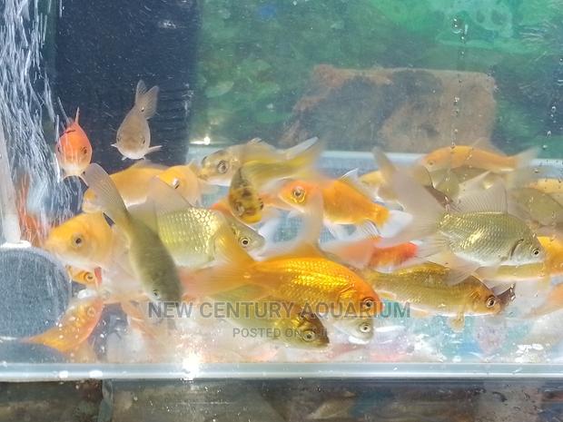 70 Cedis Gold Fish and Koi photo 2
