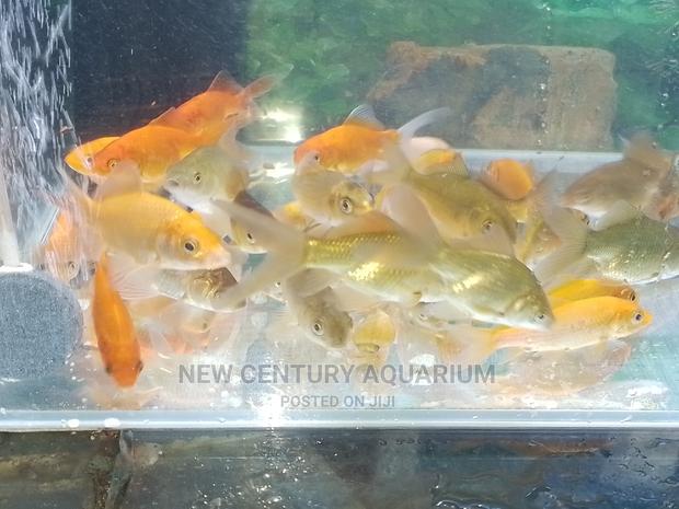 70 Cedis Gold Fish and Koi photo 3