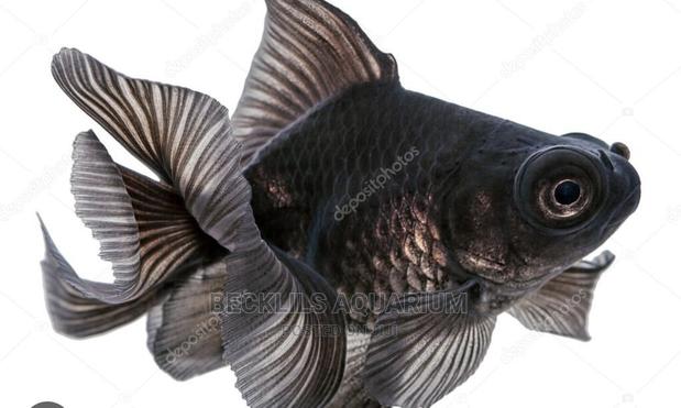Blackmoor Fish · Photo 4