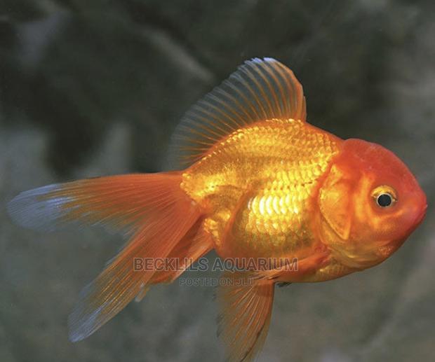 Oranda Gold Fishes · Photo 4