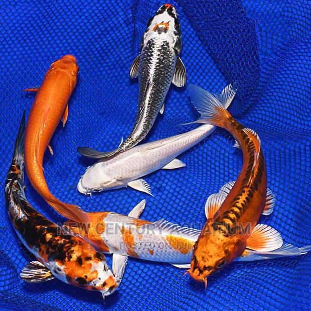 250ghc Koi Fishes photo 2