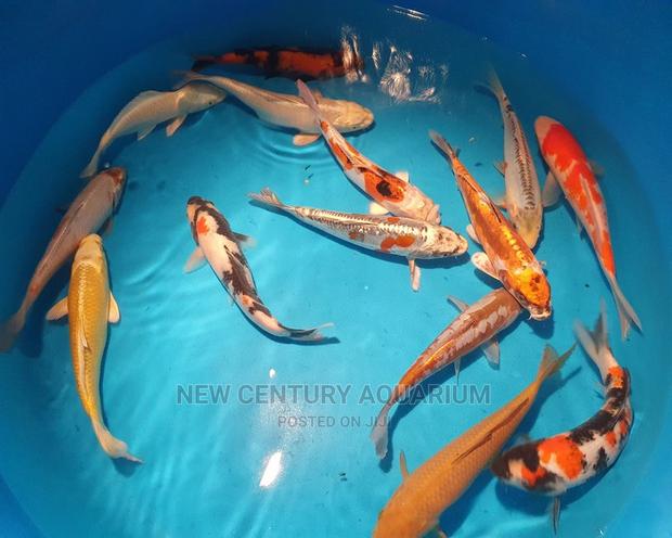250ghc Koi Fishes