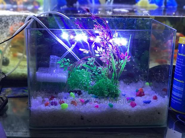 Aquarium Tank Set Up With Everything