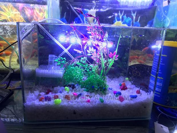 Aquarium Tank Set Up With Everything photo 2