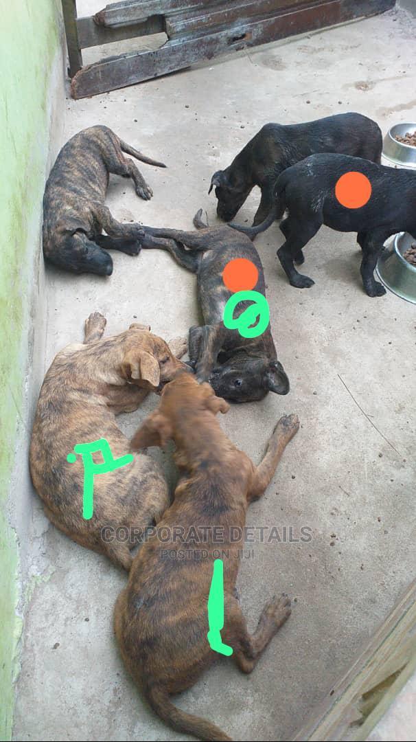 3-6 months Male Purebred American Pit Bull Terrier · Photo 1