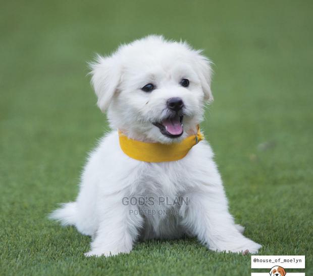 1-3 months Female Purebred Maltese