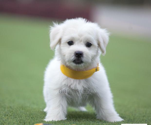 1-3 months Female Purebred Maltese photo 4