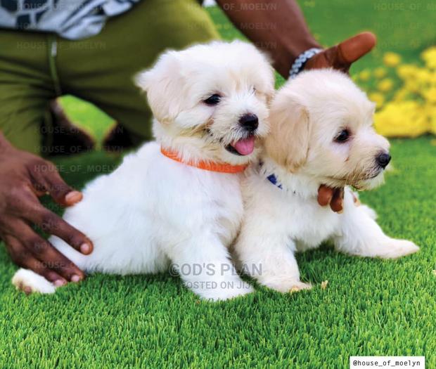 1-3 months Female Purebred Maltese photo 3
