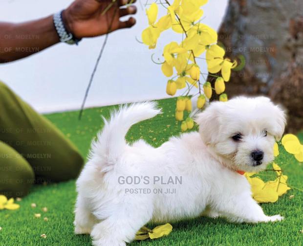 1-3 months Female Purebred Maltese photo 2