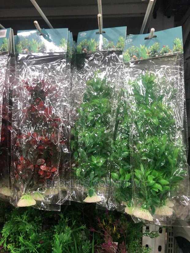 Aquarium Plants and Accessories · Photo 4