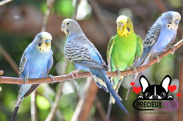 Budgies Parakeets · Photo 4